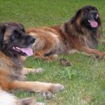 Roxy und Vigos vom Kaniberg